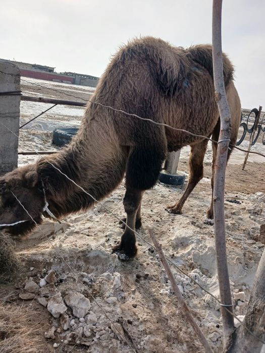 Түйе сатылады!!!