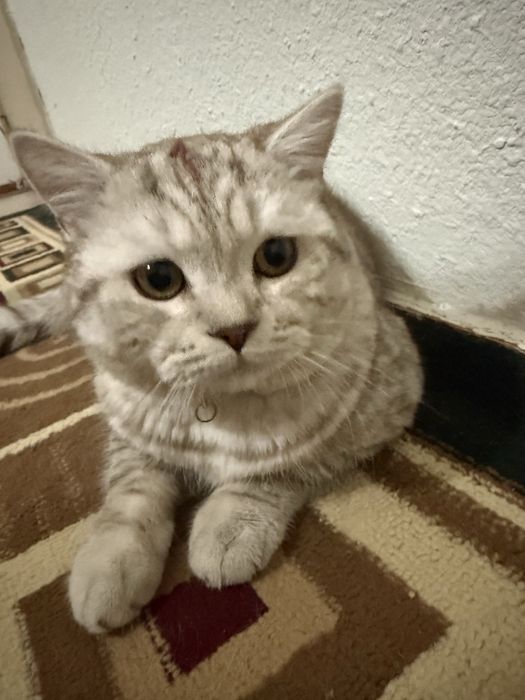 Вязка скотиш страйт