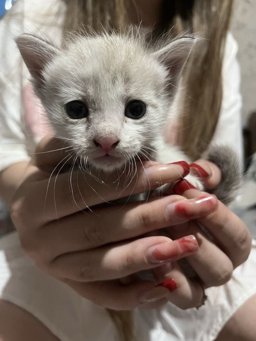 котенок срочно , в добрые руки