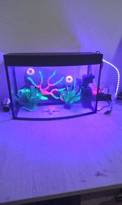 Акфоруюм сотилади янги олинган 2 баликчасини текинга кушиб бераман