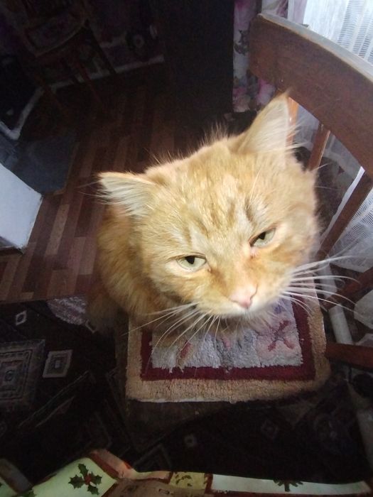 Пропал кот в районе мичурина