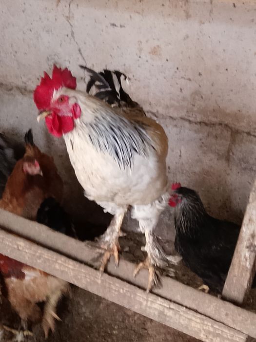 Продаю молодых петухов