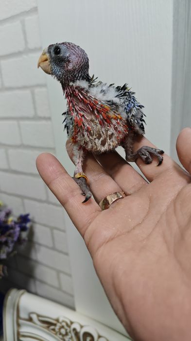 Продаётся птенец, попугая Красной Разеллы,