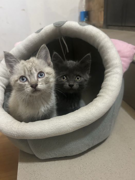 Отдам котят в добрые руки