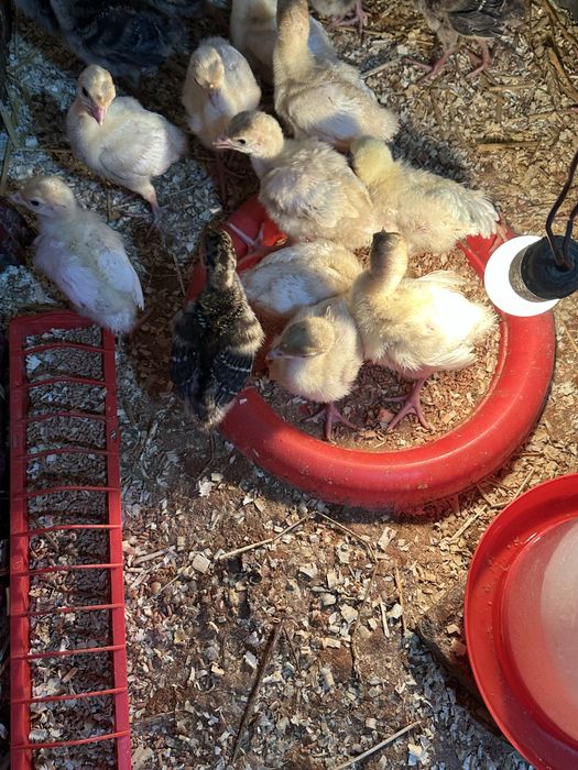 Vând pui de carne, rasă mixtă și pui de curcă!