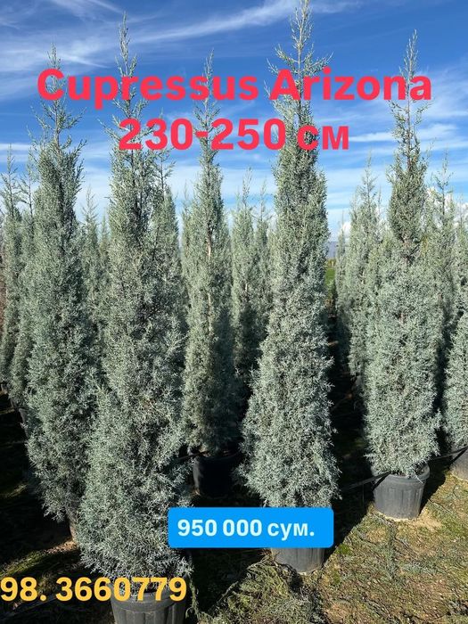 Акция! Кипарис Аризоника Хидли 2.5 метргача