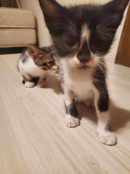 Две прекрасни котенца на 2 месеца търсят дом