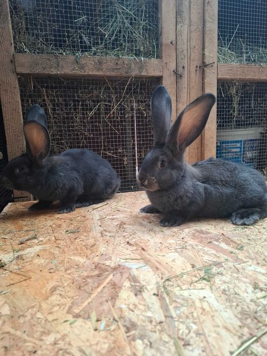 Urias German Gri Fier si Gri