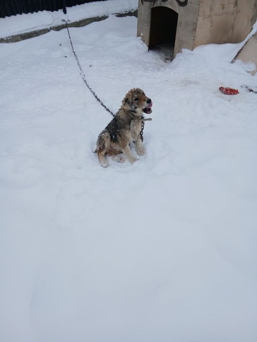 Урғашы кушик сатылады