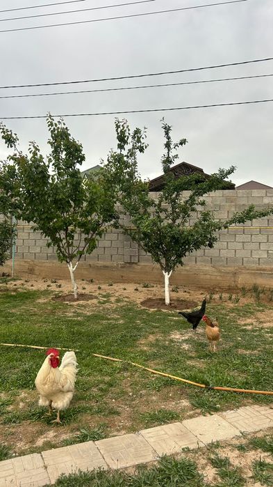 Қазақ тауык бағасы 5500тг