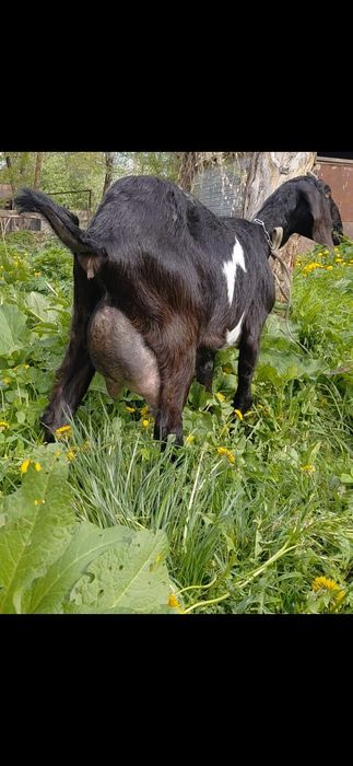 Коза нубийская 1 окот