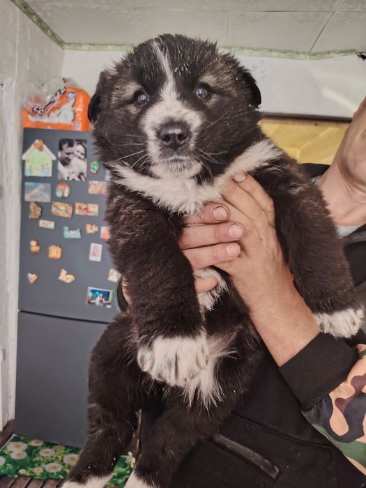 Щенки Алабай и хаски