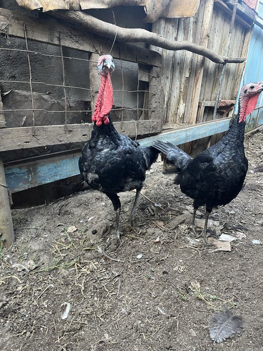 Индюки    продам