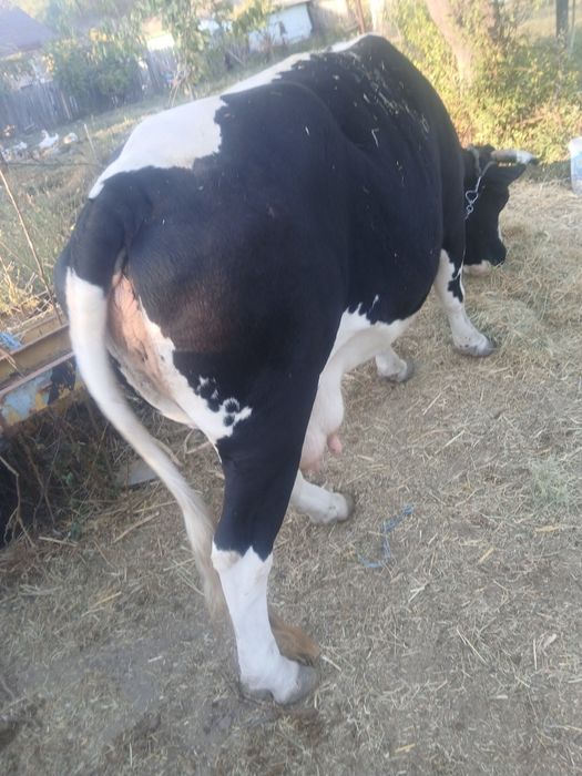 Vaca gestanta cu vitea de 4 luni
