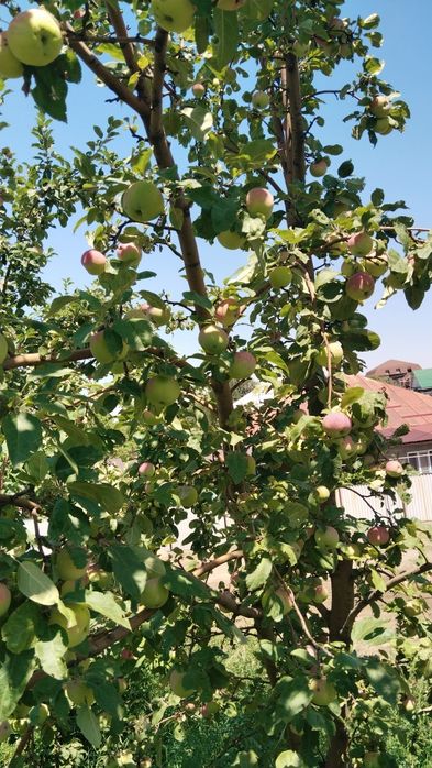Продам экологически чистые летние яблоки