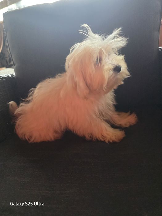 Момче и момиче малтипу