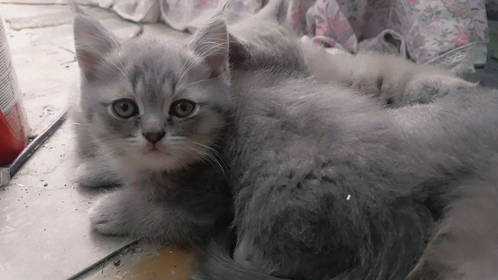Котята скотиш страйт