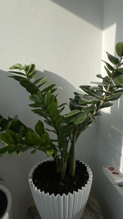 Продам цветок Замиокулькас, 1м