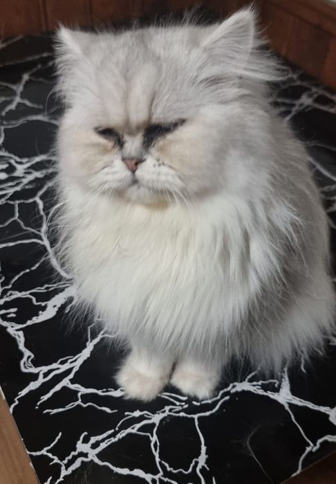 Motănel persan chinchilla disponibil