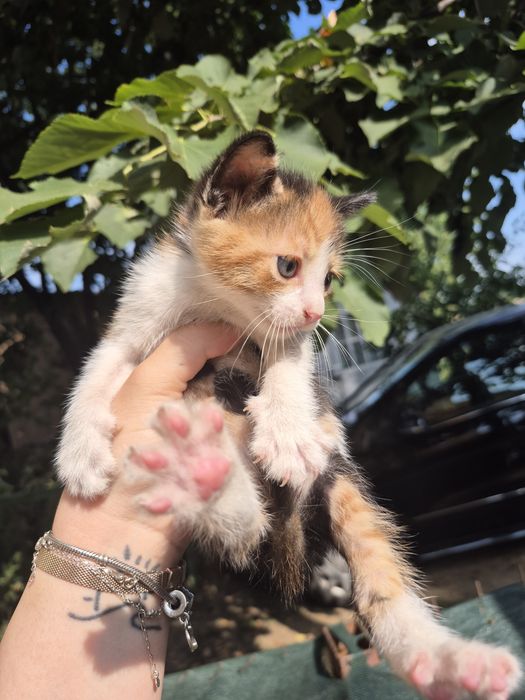 Adopție pui pisică
