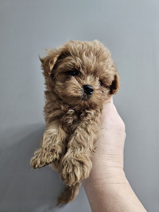 Мальтипу разных окрасов