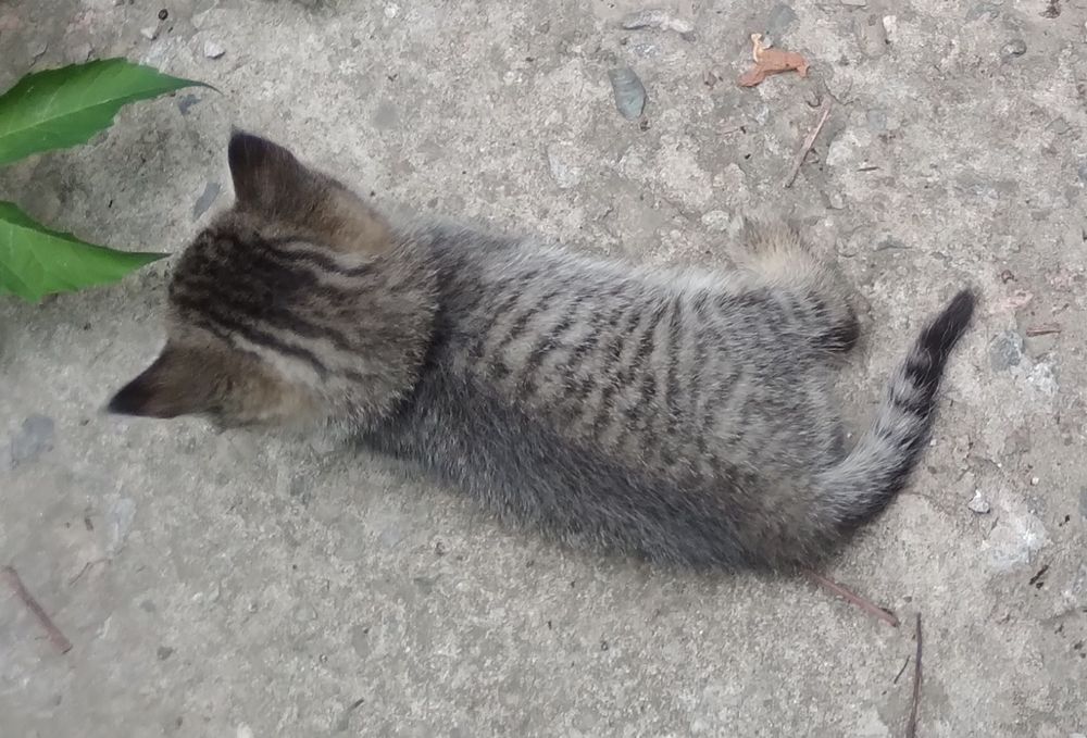 Котятки в добрые руки