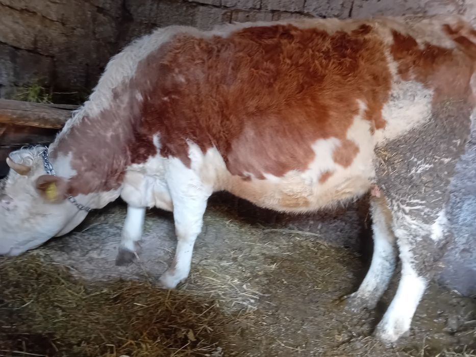 Vând junincă gestanta pe a-9-a  lună