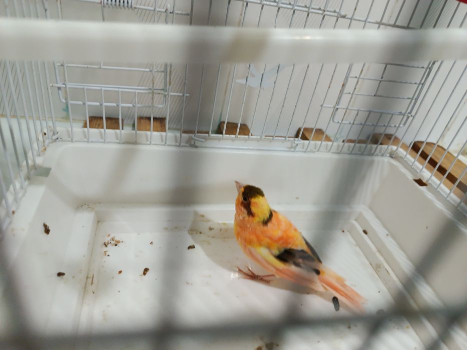 Канарейки самцы от производителя