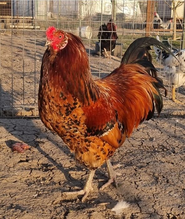 Vanf Coteț  , cocosi pitapinta, ,wyadotte,New hampshire  ameraucana,
