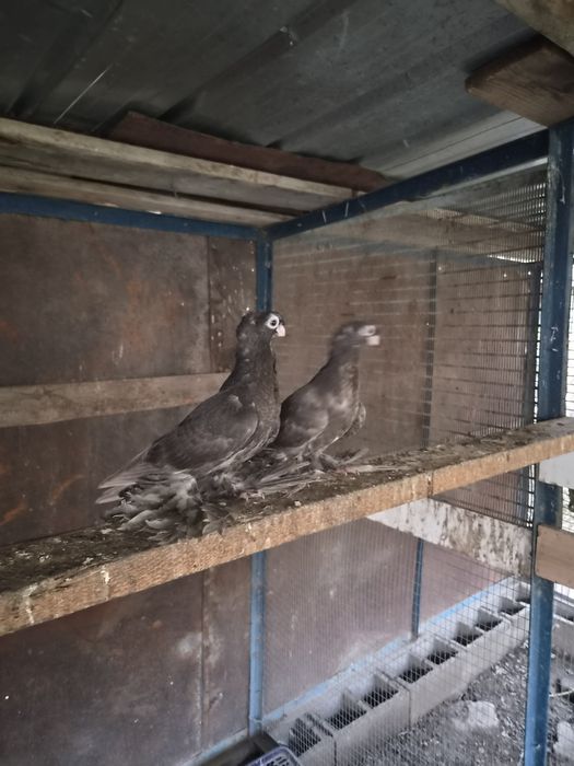 Продам  голубей  пискунов бурых