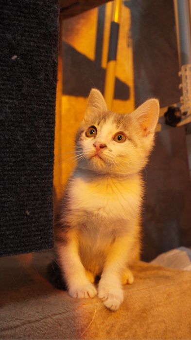 Котенок в ответственные  руки