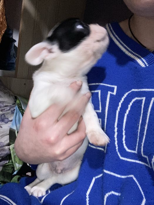 Французкий бульдог