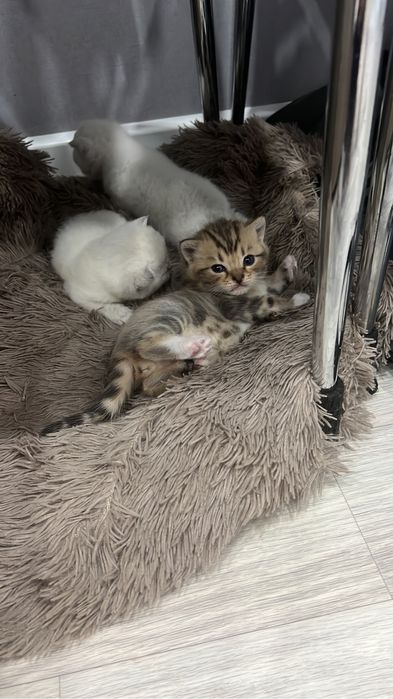 Шотландцы котята