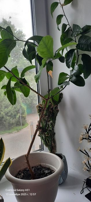 продам лимоны плодоносящие