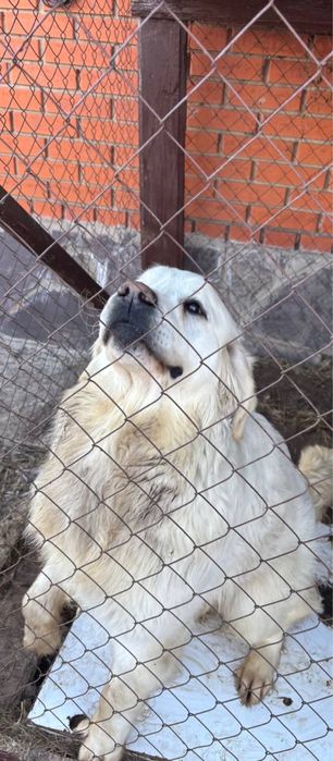 Золотистый ретривер в добрые руки!