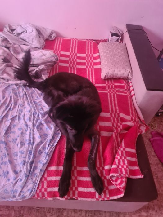 Пристройство,  ищет дом