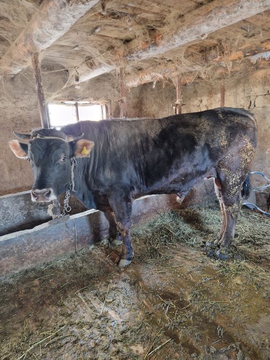 Бык племянной алатауский