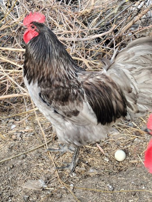 Cocoși australop și cocoși de țară