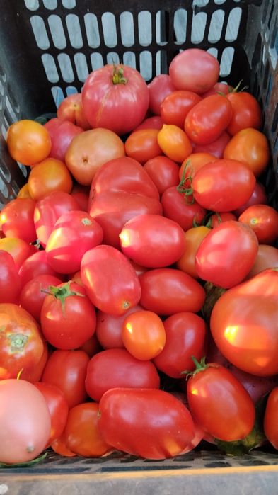 Продам помидоры свежие домашние