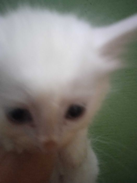 Разноглазый мальчик турецкой ангоры, 40 дней.