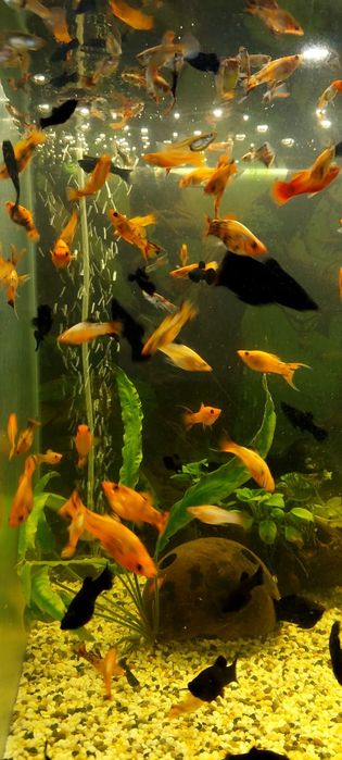 Продам аквариумы  120л, и 30л