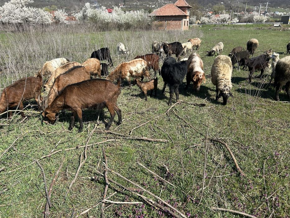 Vand 16 capre si 5 oi