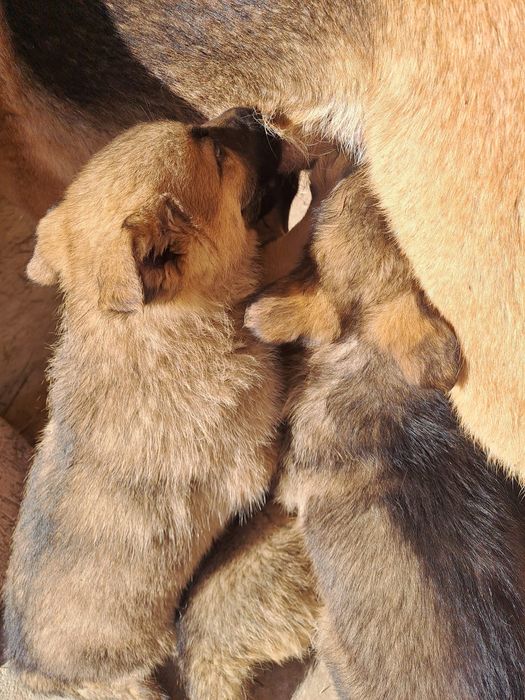 Căței Ciobănesc German-8 săptămâni