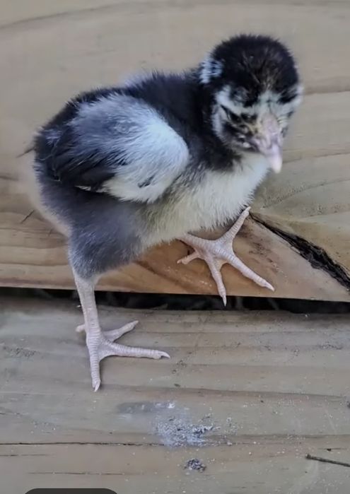 Wyandotte joʻjalari serebro. 1 xaftalik