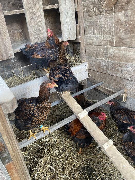 oua de wyandotte argintiu si gsg pentru incubator