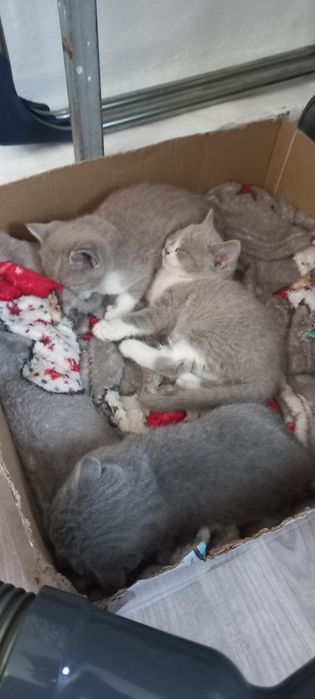 Продам котят 1,5 месяцев