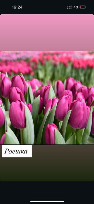 Тюльпаны в широком ассортименте