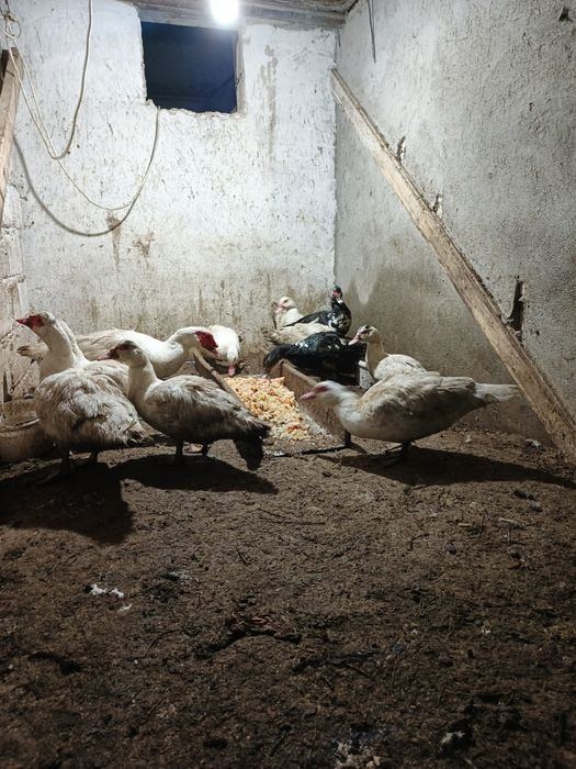 Индоутка на продаже