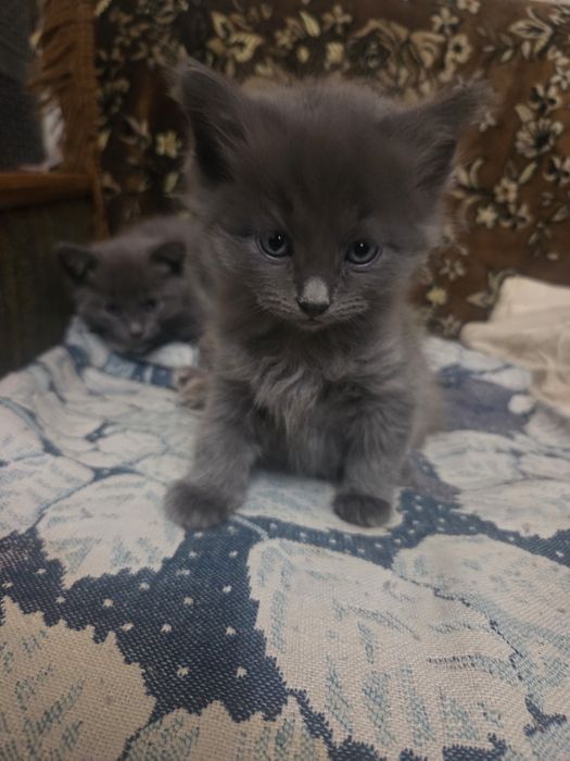 Котята , 4 штуки