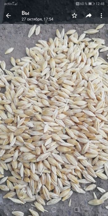 Арпа , ақбидай , ячмень , пшеница